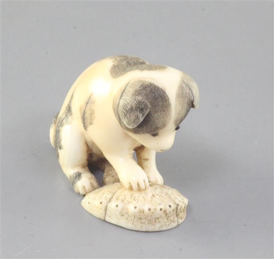 A Japanese walrus ivory netsuke of a puppy, 19th century, height 3.3cm